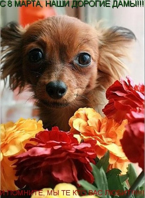 собака в цветах