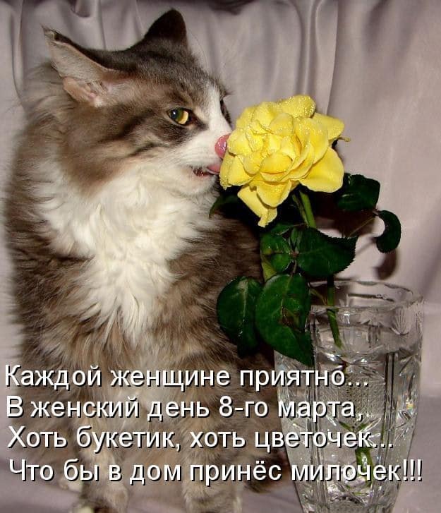 кот с цветком