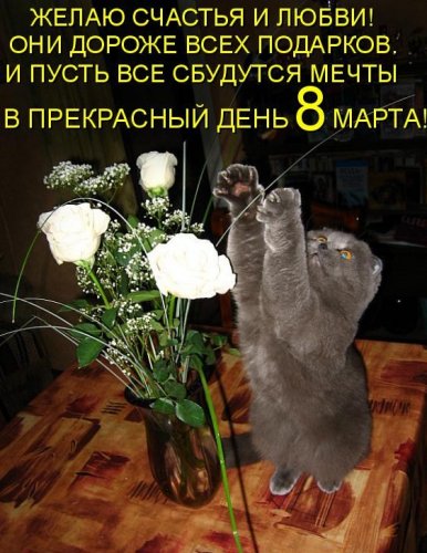 кот с цветами