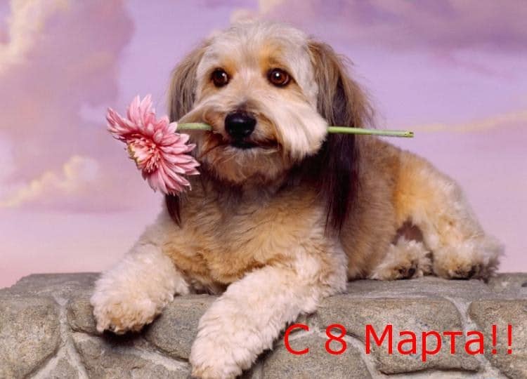 пес с цветком