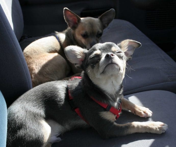 две собаки на заднем сиденье
