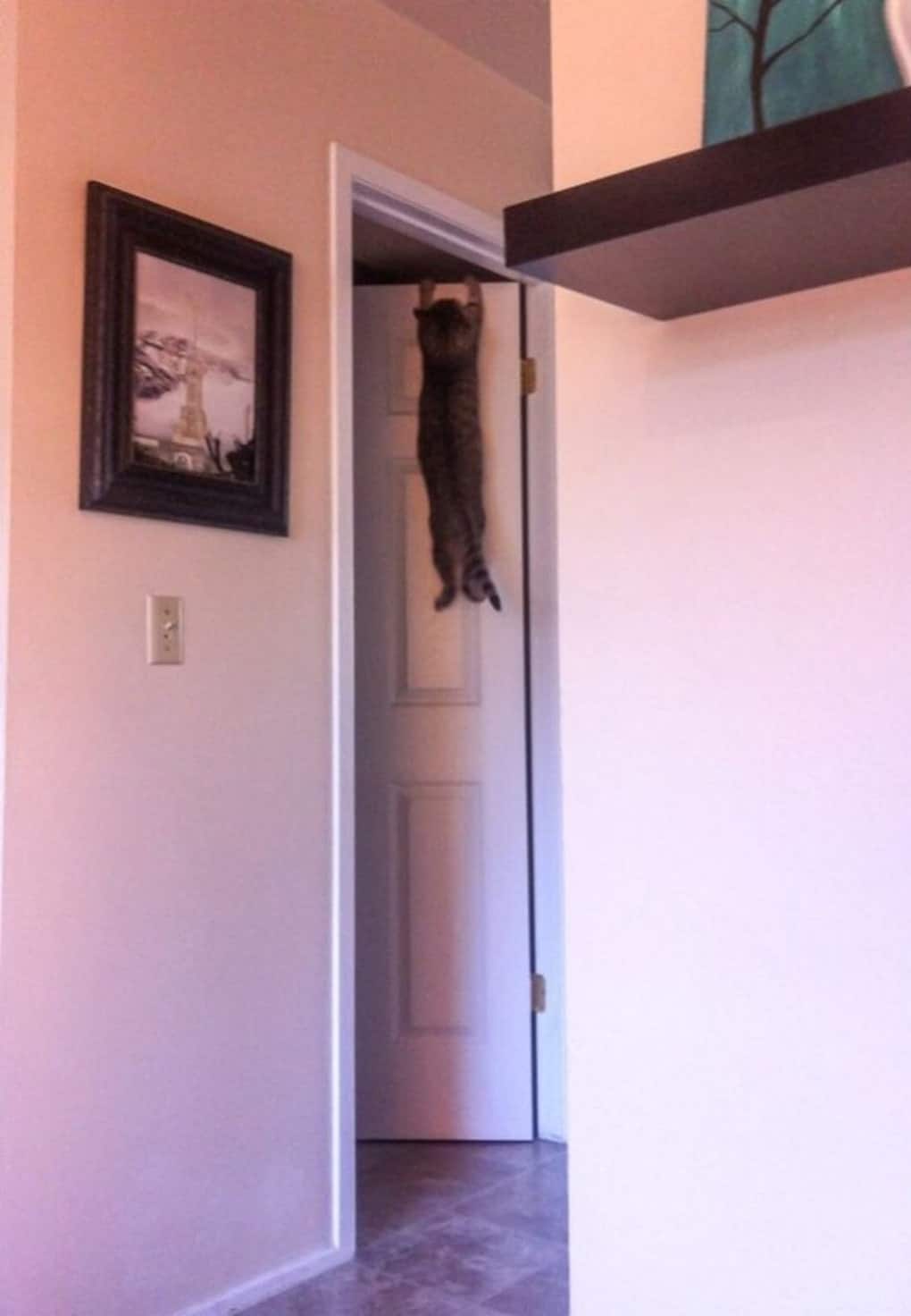кот висит на двери