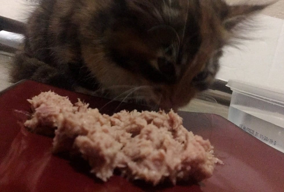 котенок и еда