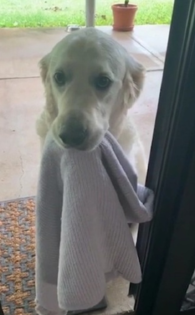 Пес с полотенцем