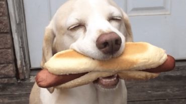 Dog and hotdog