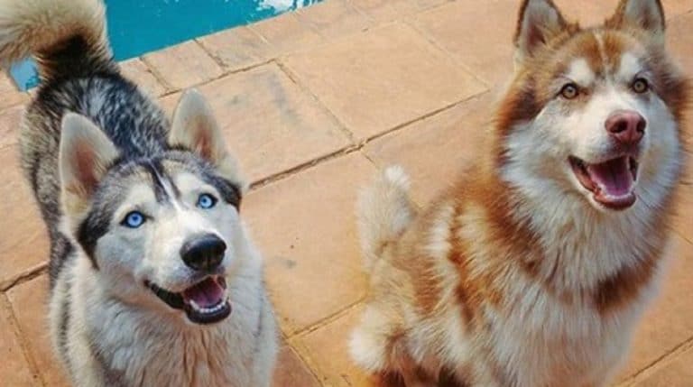 Dogs near the pool