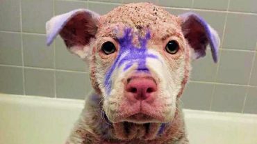 Dyed puppy