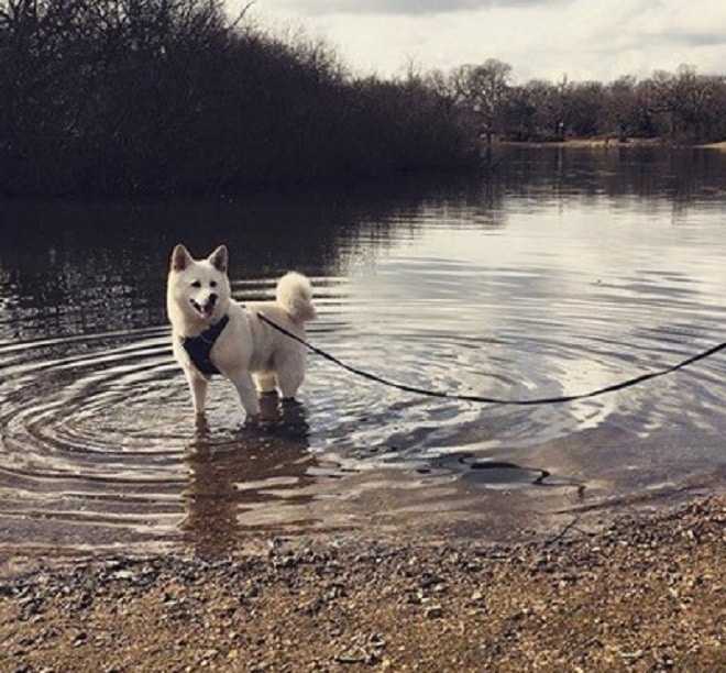 Пес в воде