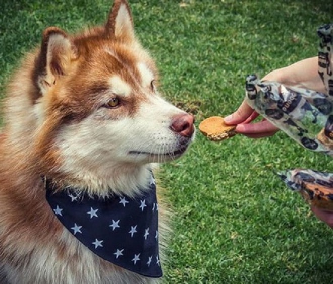 Пес и печенье