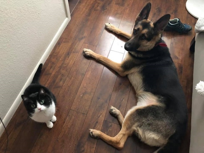 Пес и кот