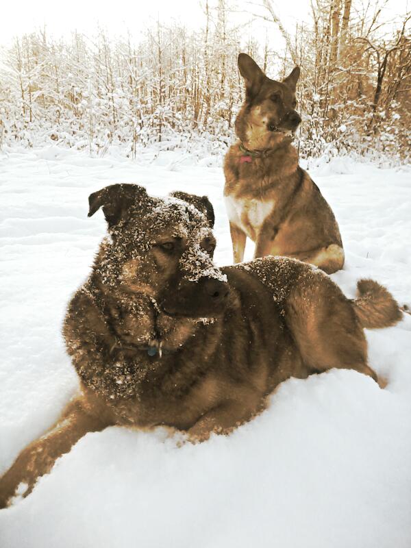 собаки зимой