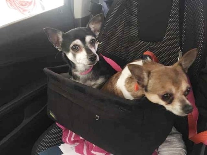 Собачки в машине