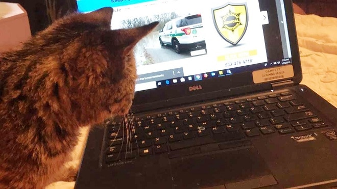 Кот и ноутбук