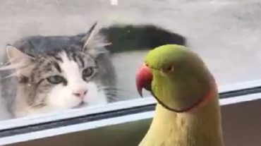 cat and parrot