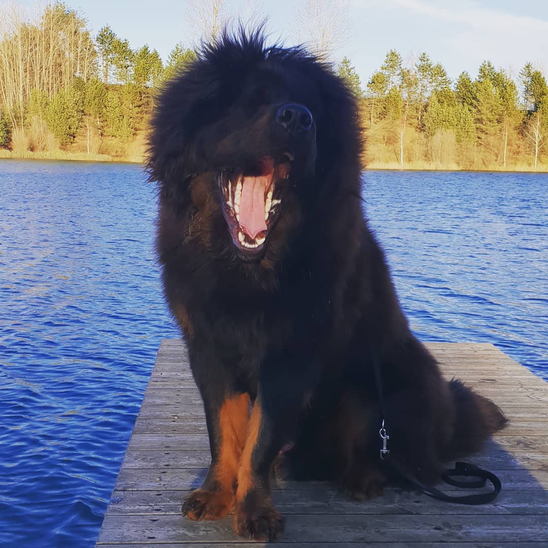 пес у озера