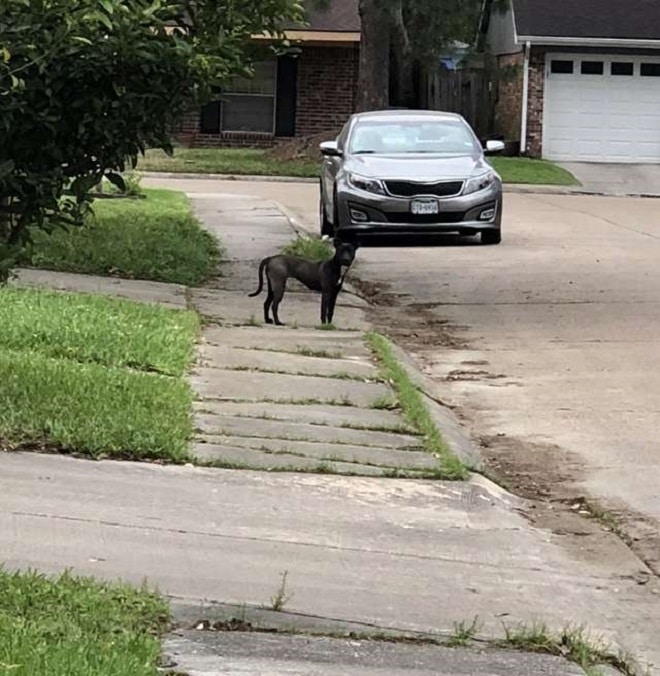 Собака на улице