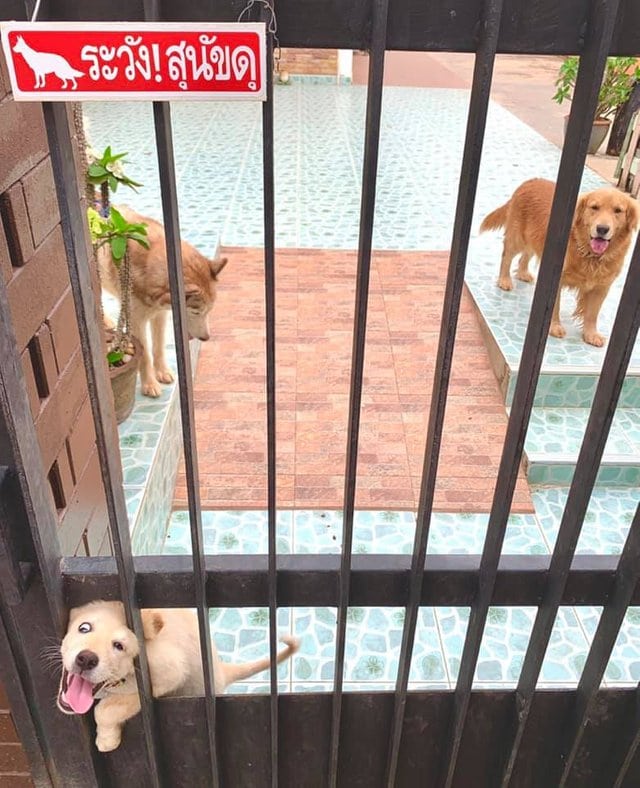 собаки за забором