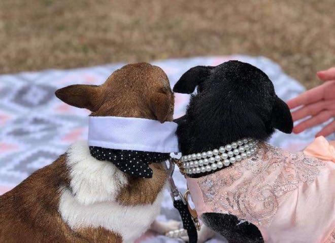 Собачки на свадьбе