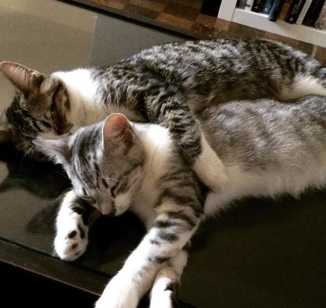два кота обнимаются