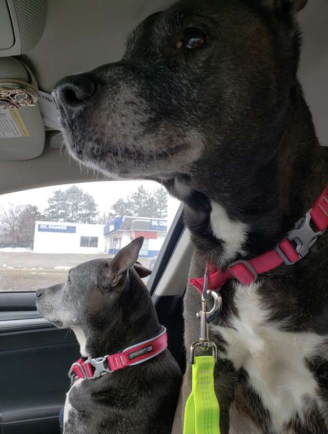 собаки в машине
