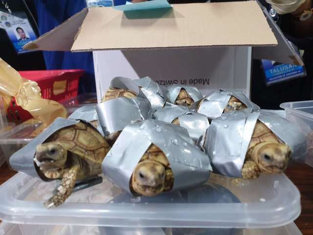 черепахи обмотаны скотчем