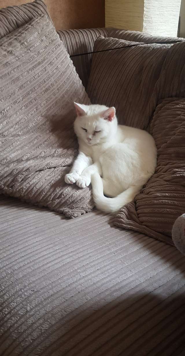 кошка на диване