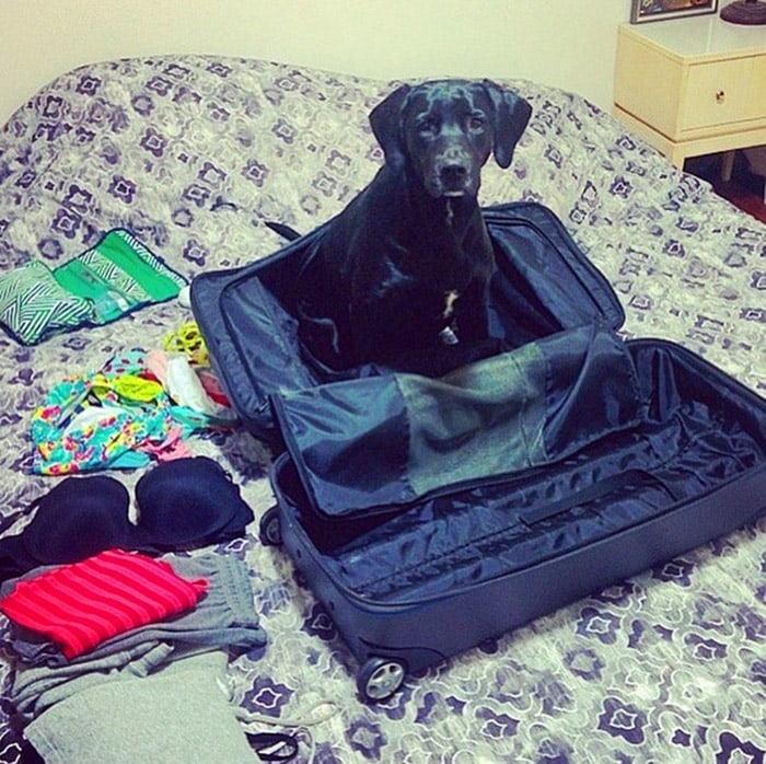собака в чемодане