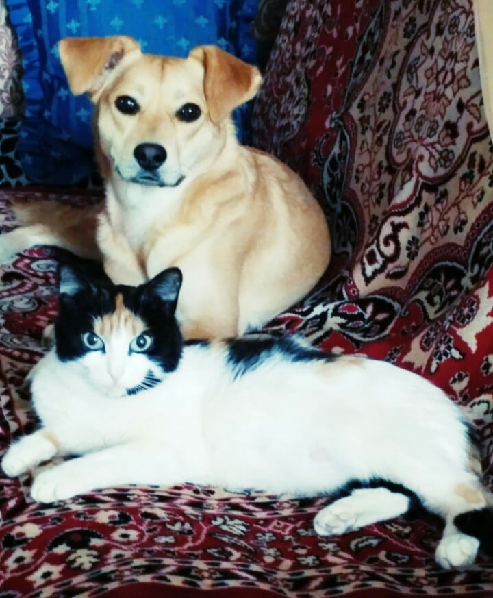 кошка с собакой