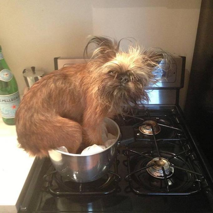 собака на кухне