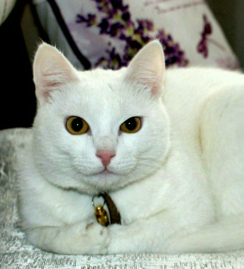 белый кот рис 3