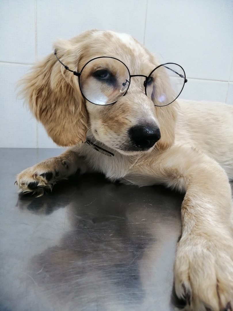 собака в очках
