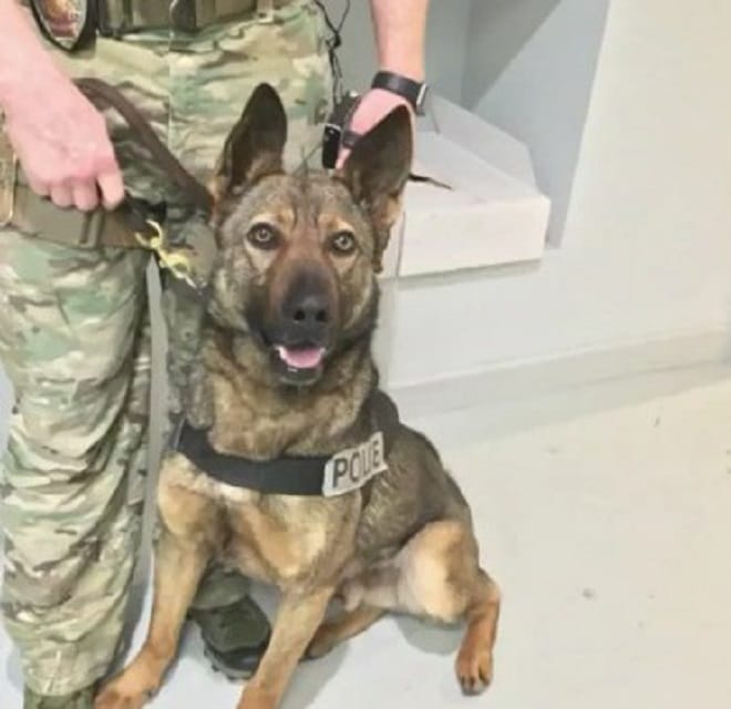 Собака и военный
