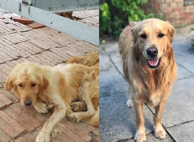 Собака до и после