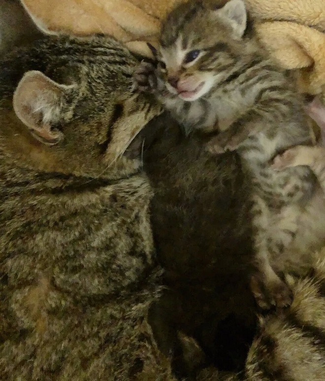 Котята с мамой