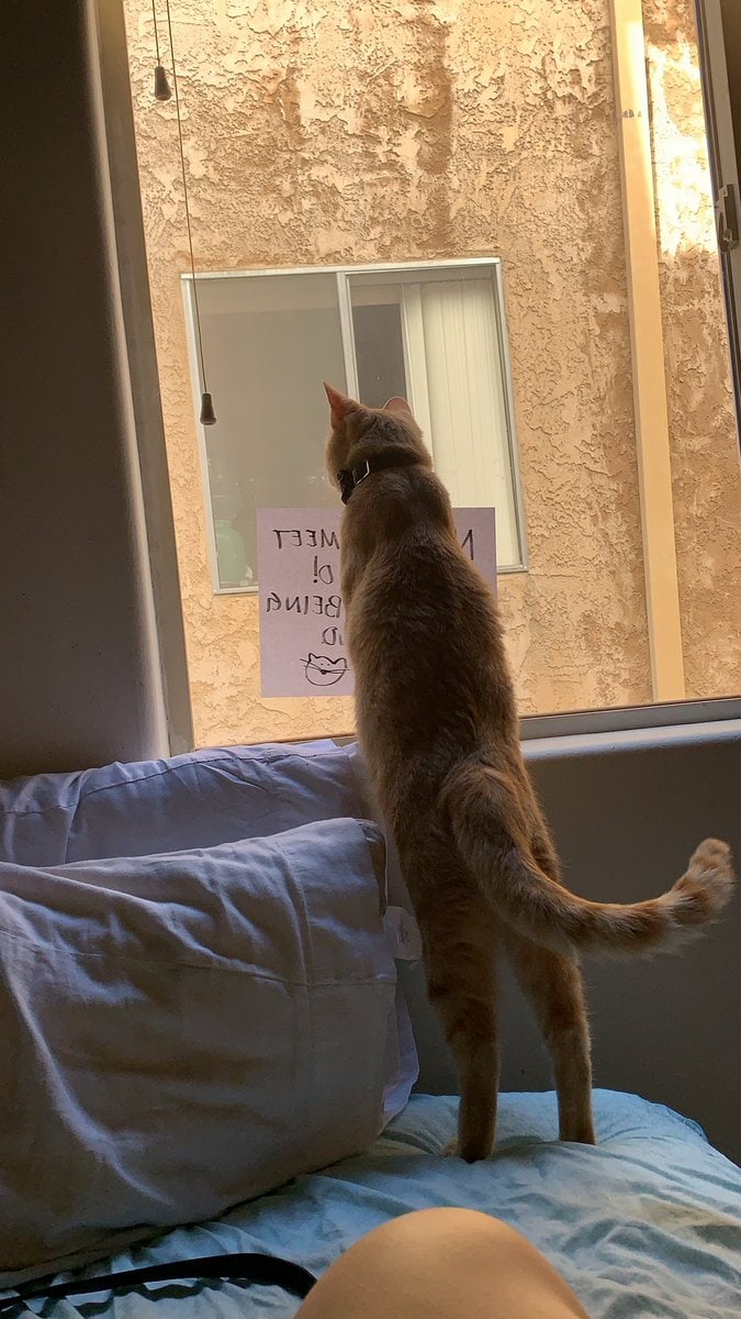  кот у окна