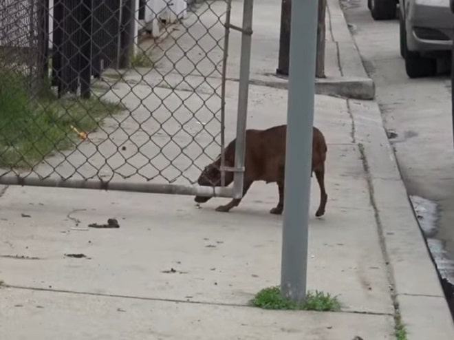 Собака на улице
