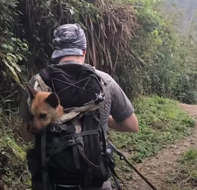 Пес в рюкзаке