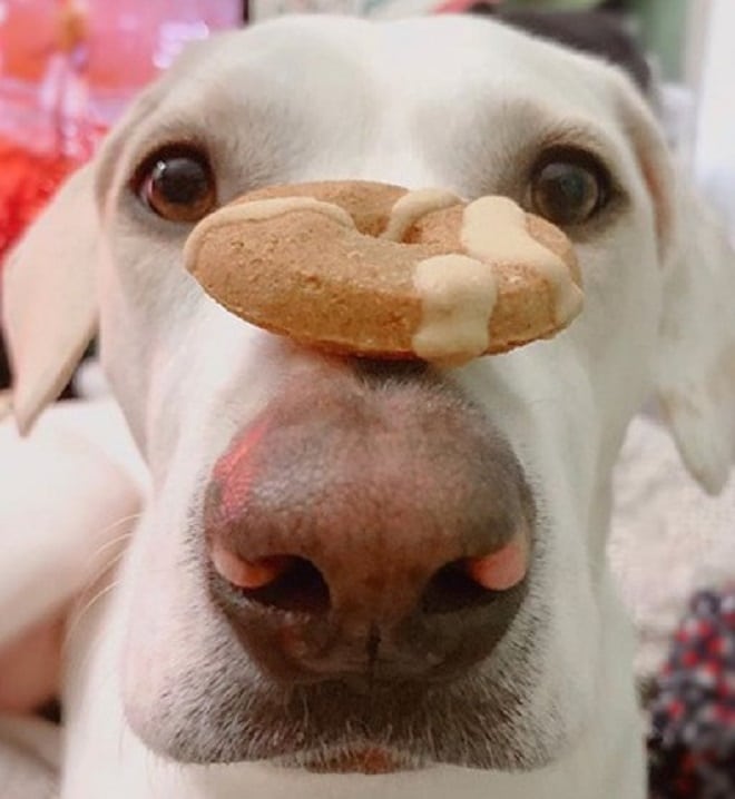 Собака и печеенье