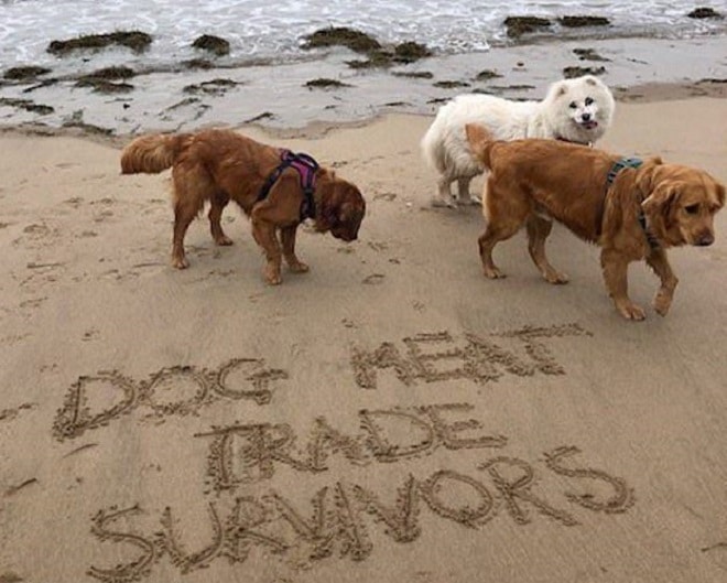 Собаки на пляже 