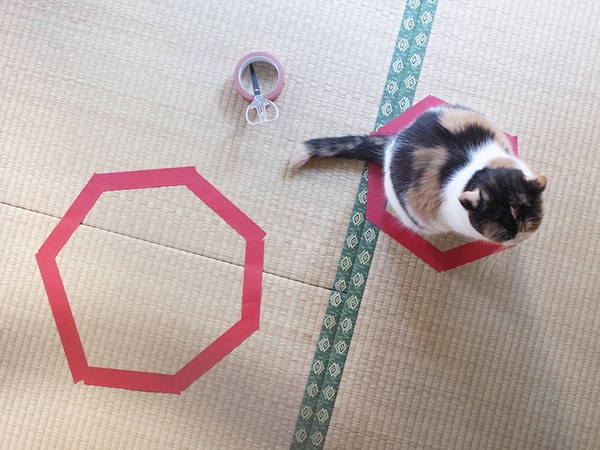 кошка сидит в кругу