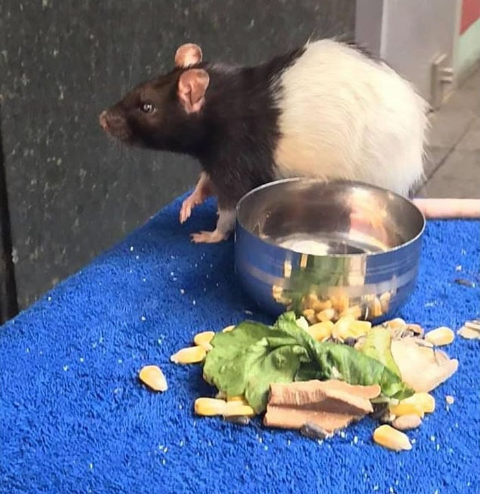 крыса с едой