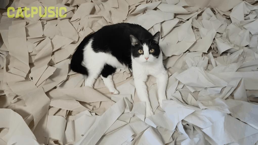 кот и туалетная бумага