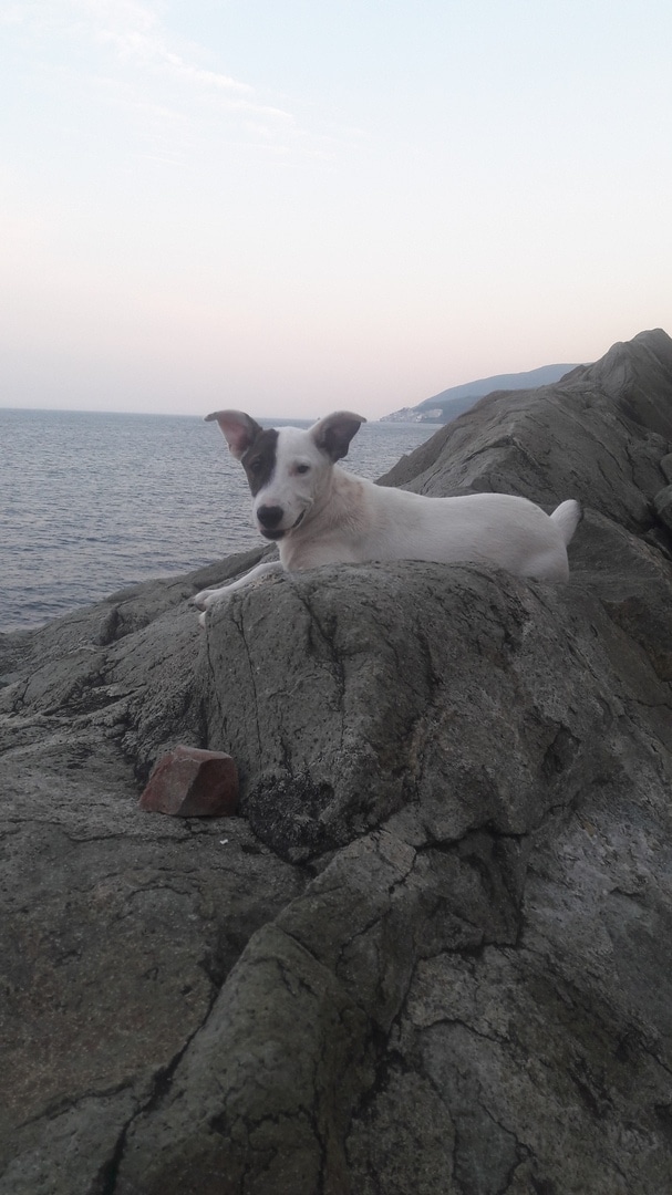 собака на море