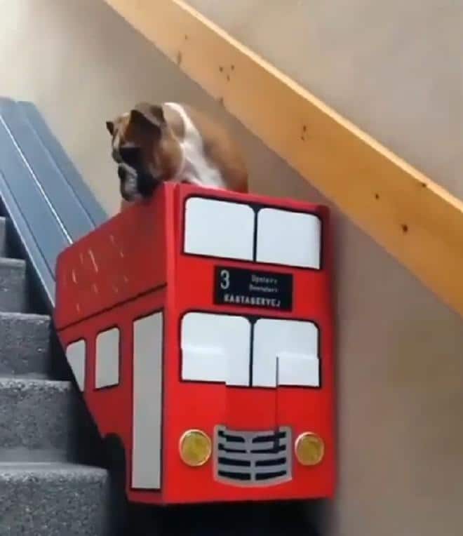 Собака в автобусе