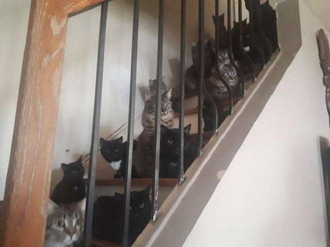 Коты в доме