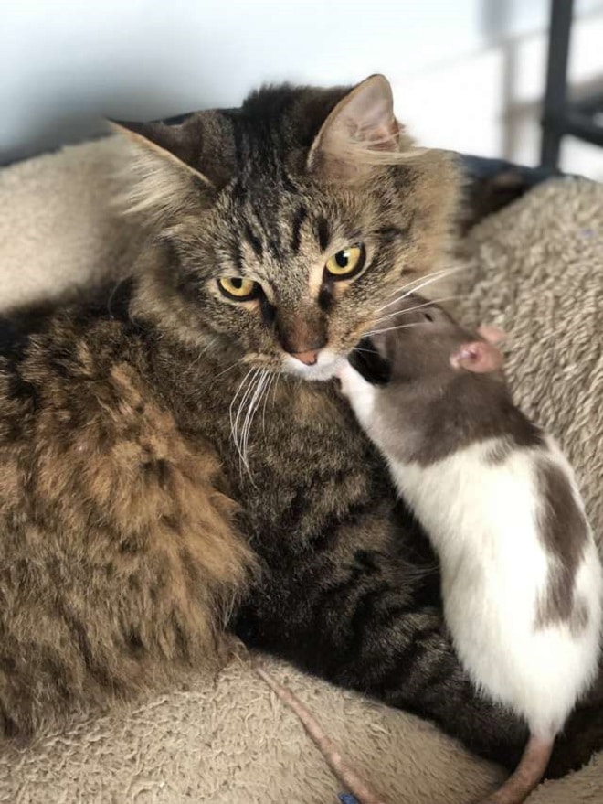 Крыса целует кота