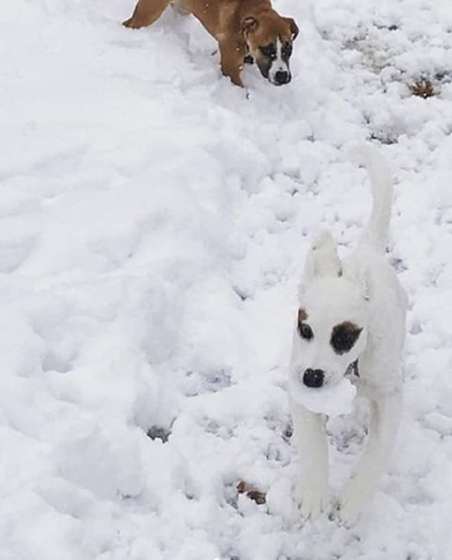 Собака и снег