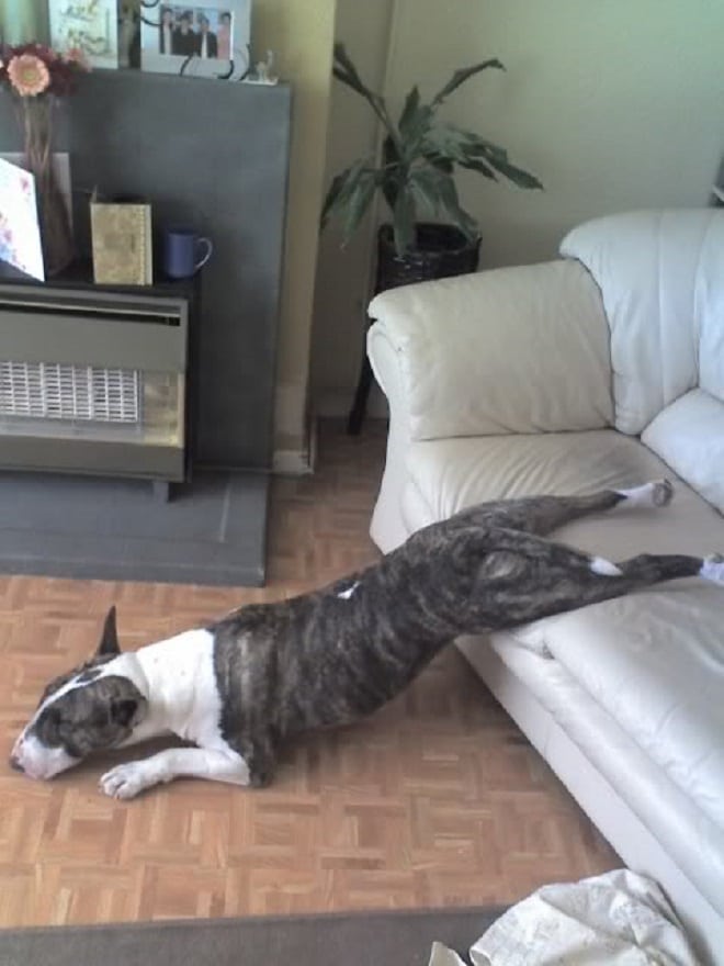 Собака спускается с дивана
