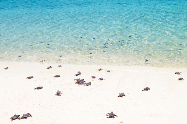 черепахи на пляже