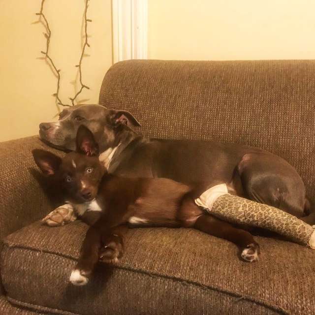 две собаки на диване